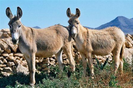 Rescatan un burro majorero en Jandía