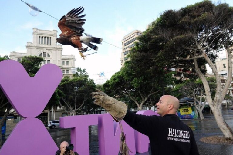 Un halcón sobrevolará Santa Cruz de Tenerife para disuadir a las palomas 
