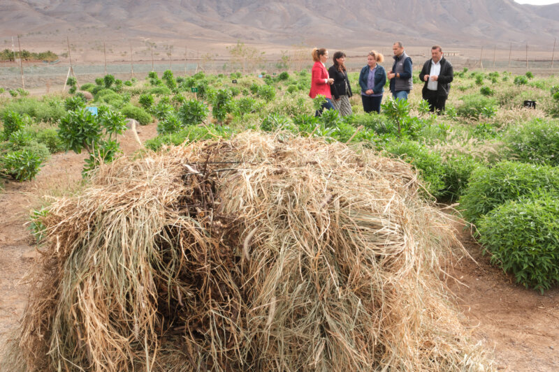 En la Granja Experimental se está realizando este proyecto para luchar contra la desertificación / ACFI Press