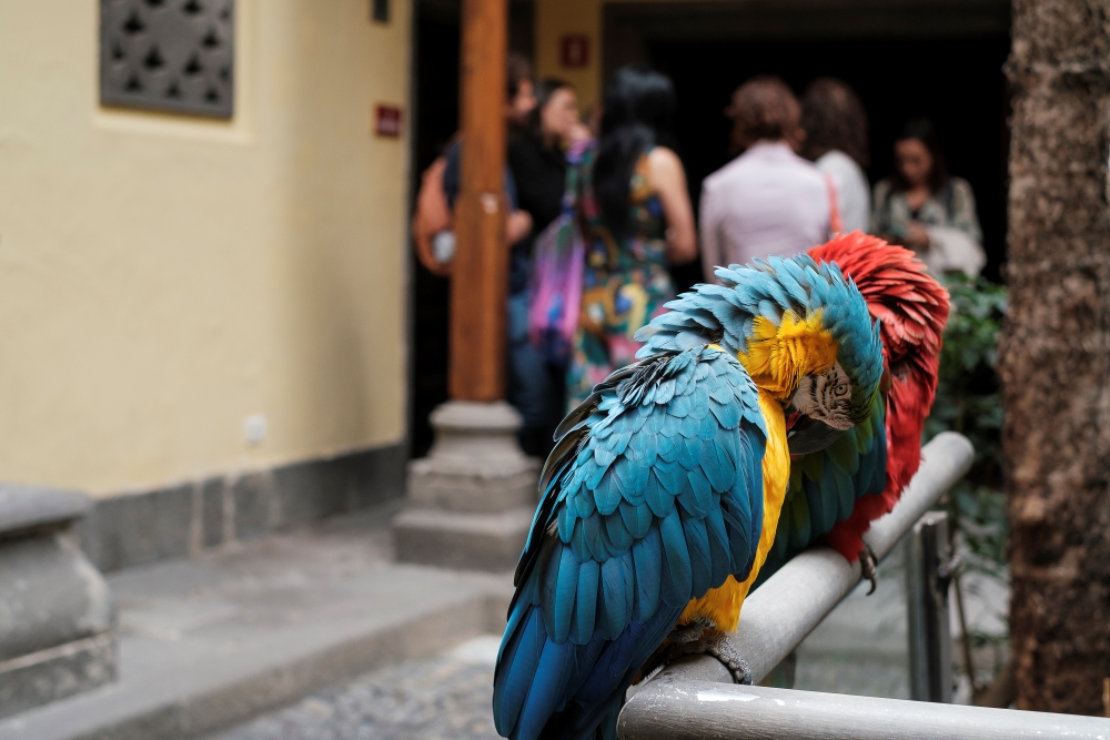 Los guacamayos Chicho y Yaiza dejan la Casa de Colón