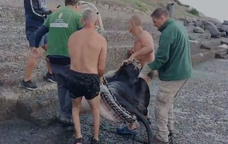 Rescatan a un chucho negro tras quedar atrapado en las piscinas naturales de la Playa de La Laja
