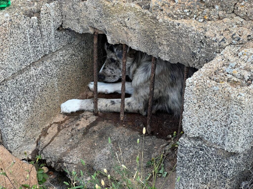 El perro se encontraba atrapado en un aljibe lleno de agua, posado en un rebosadero con barrotes.