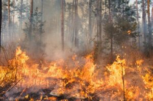 Bomberos se forman en Gran Canaria para combatir incendios urbanos forestales