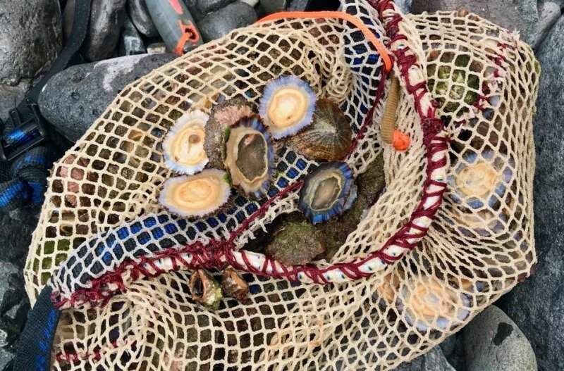 Lapas en la Macaronesia. Ejemplares de lapa de las especies Patella ordinaria (lapa negra) y Patella aspera (lapa blanca) recolectadas en la zona intermareal de la isla de Madeira (Autor: Joana Vasconcelos)