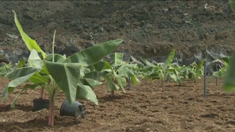 Primeras matas en terreno agrícola recuperado de la lava