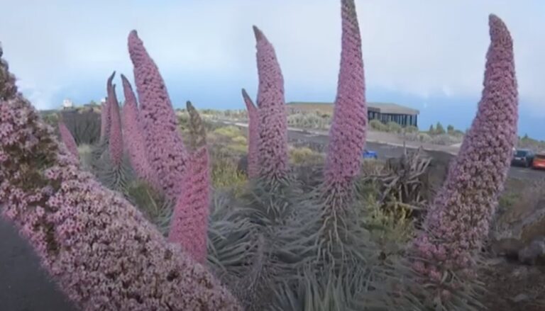 Se adelanta la floración del tajinaste rosado en La Palma