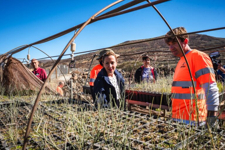 El Cabildo de Tenerife prepara la repoblación de las zonas del Teide afectadas por el incendio