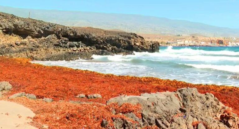 El sargazo, muy presente en algunas playas, podría tener múltiples usos