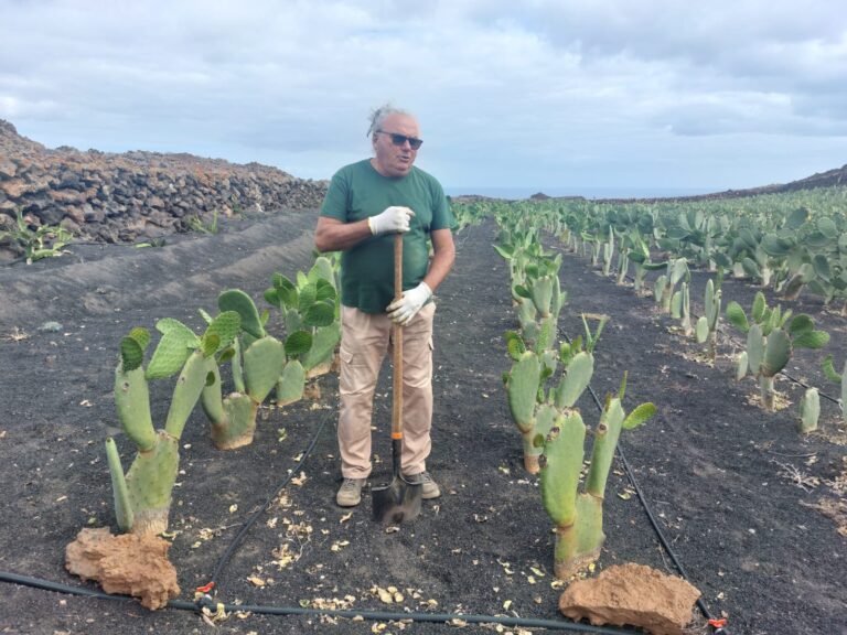 Los cultivos de tunera se reinventan