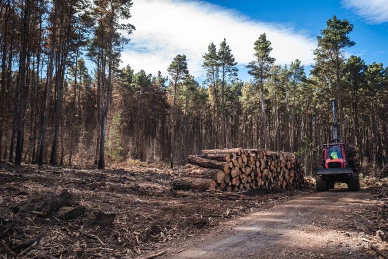 24 horas al día de vigilancia para los montes de Tenerife