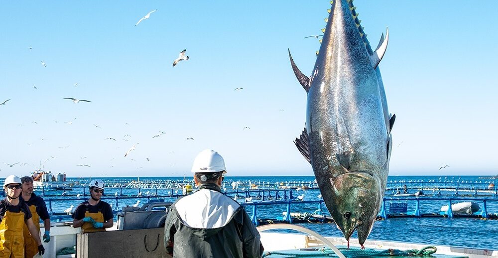 La huelga de los Inspectores de Pesca afectará a la campaña del atún en Canarias