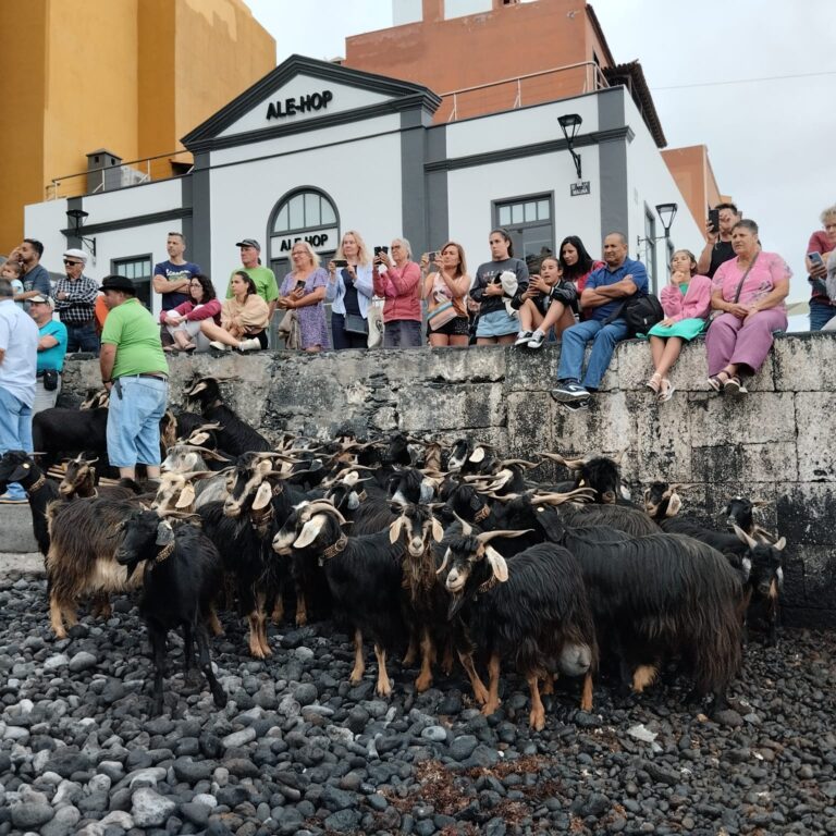 El baño de cabras del Puerto de la Cruz cumple con la tradición