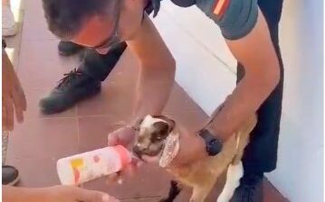 Agentes de la Guardia Civil auxilian un cabrito en Fuerteventura