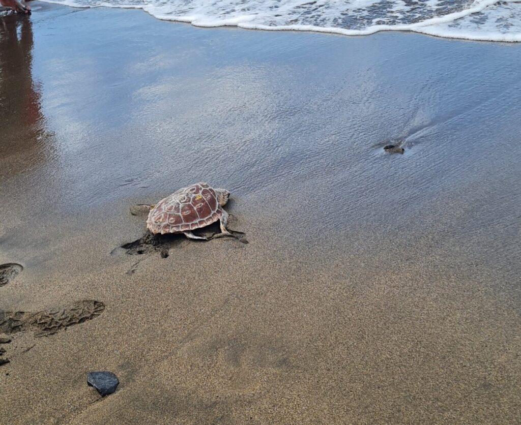 El Cabildo de Fuerteventura ha aprovechado el Día Mundial de las Tortugas Marinas, que se celebra cada 16 de junio, para liberar un ejemplar