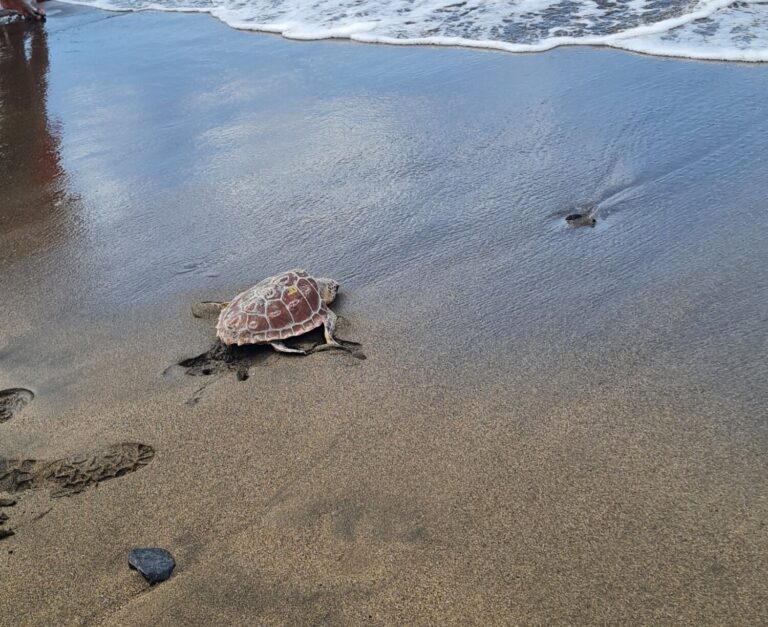 Liberan a una tortuga marina en Fuerteventura