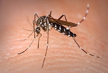 Nuevas detecciones del mosquito Aedes albopictus en el Puerto de Santa Cruz de Tenerife