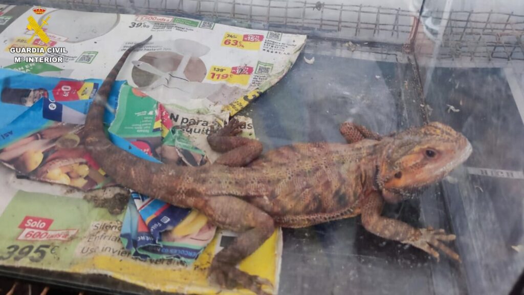 Hasta 32 animales potencialmente peligrosos compartían espacio en la vivienda de Gran Canaria / Guardia Civil