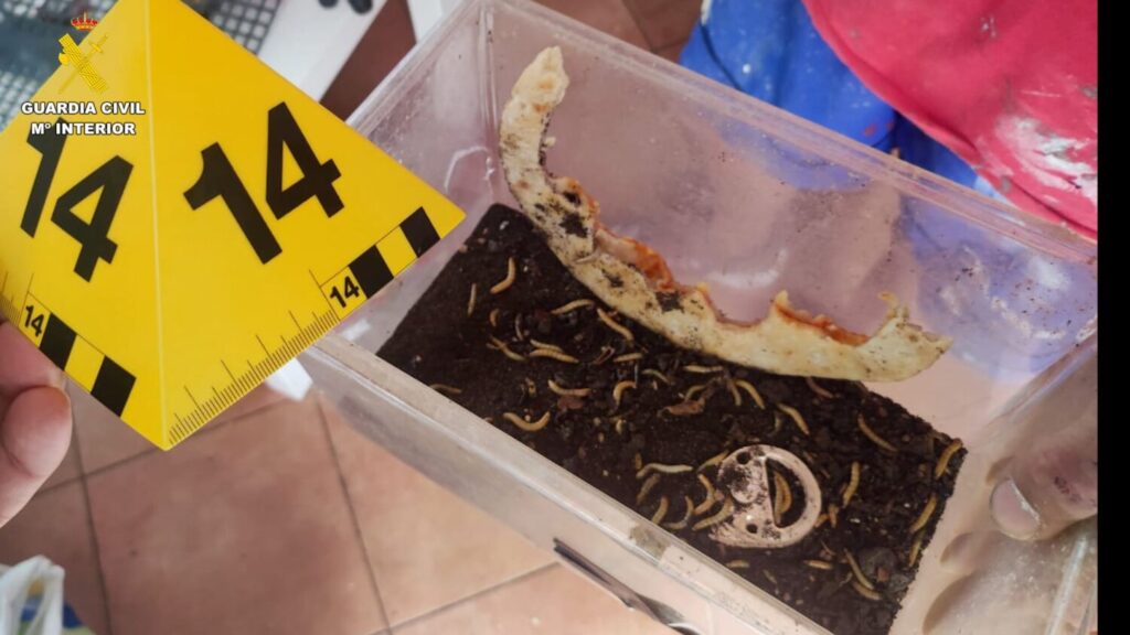 Los animales eran vendidos por su propietario a través de las redes sociales / Guardia Civil
