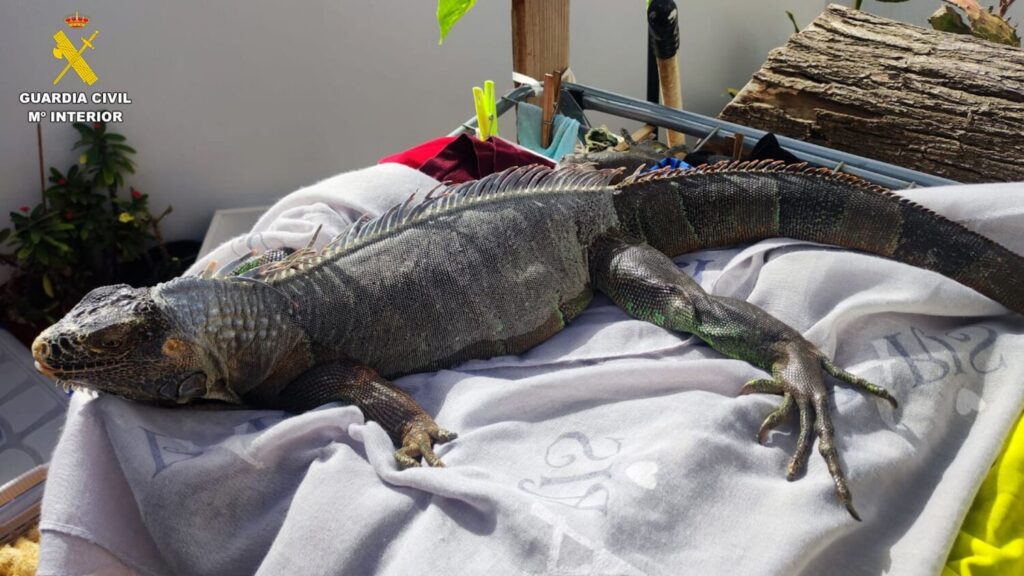 Uno de los animales incautados por la Guardia Civil en Gran Canaria / Guardia Civil