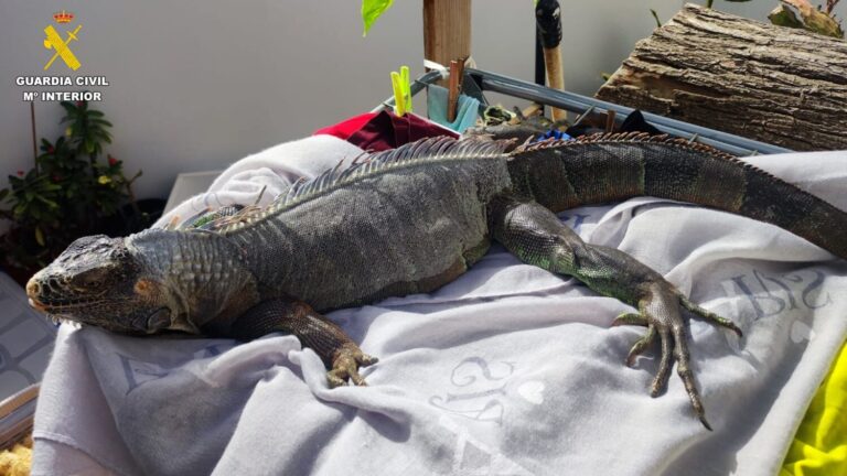 Encuentran 32 animales potencialmente peligrosos en una vivienda de Gran Canaria