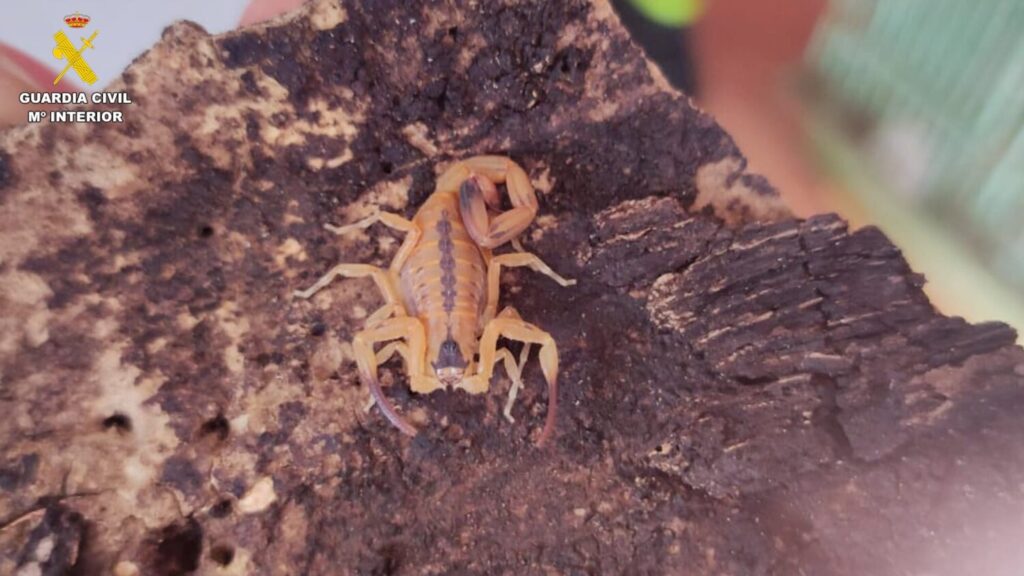 Un escorpión extremadamente venenoso se encuentra entre los animales incautados en Gran Canaria por la Guardia Civil