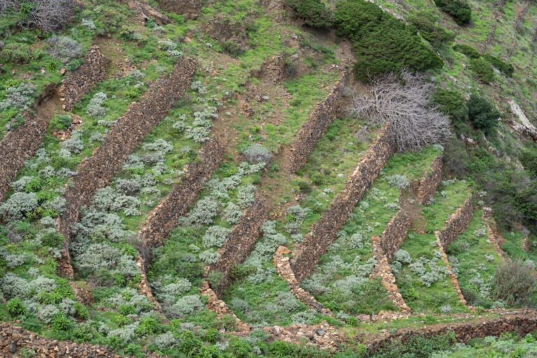 La iniciativa Banco Insular de Tierras en La Gomera comienza a dar sus primeros frutos