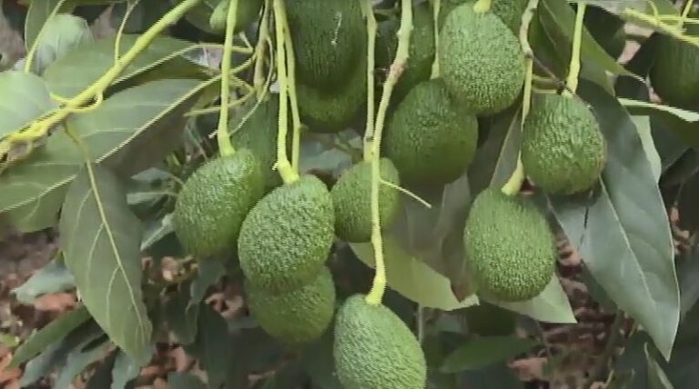 El Cabildo de Tenerife inicia una campaña para evitar el consumo de aguacates desconocidos