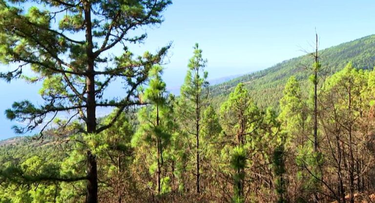 El monte se recupera un año después del incendio en Tenerife