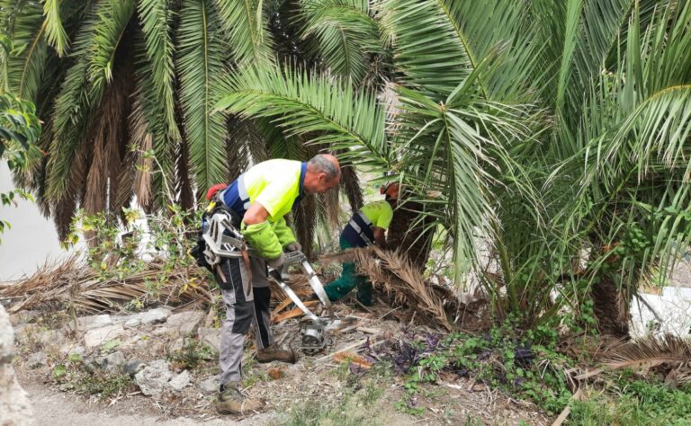 El Cabildo mejora los palmerales de Anaga, Teno e Interián para prevenir incendios