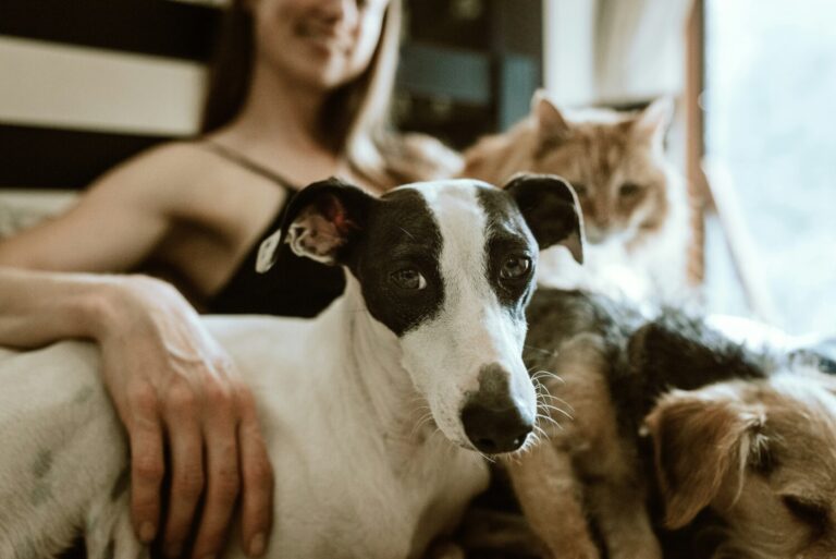 ¿Cómo cuidar y disfrutar de tus mascotas en verano a pesar del calor?