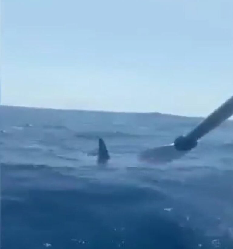 Susto tras el acercamiento de un tiburón martillo a un bañista en La Palma