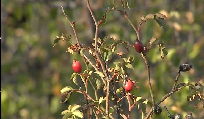 Descubren tres especies de rosas nuevas en Gran Canaria, Tenerife y La Palma