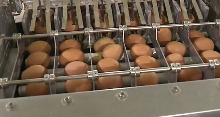 El Gobierno canario pide a Europa aumentar las ayudas para producir huevos