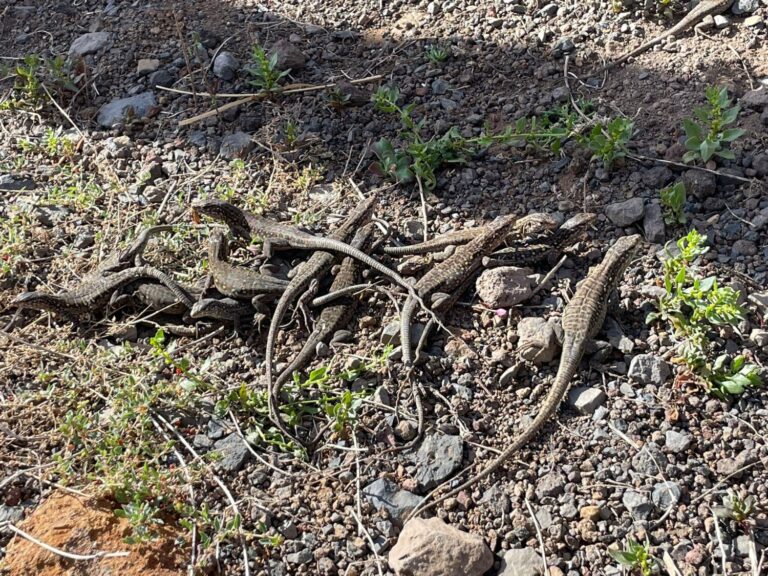 Nacen 98 crías de Lagarto Gigante de El Hierro