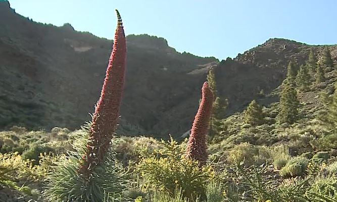 “Biodiversidad Canaria” invita a conocer el medio natural