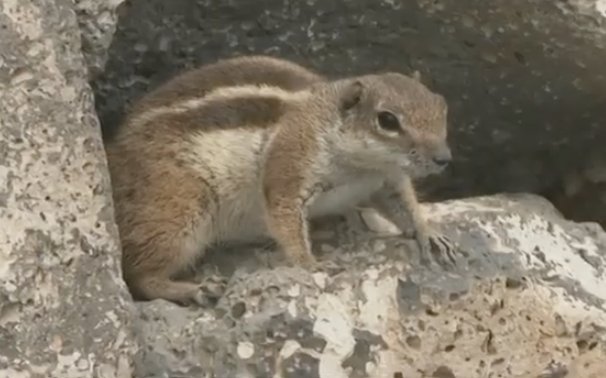 Encuentran una ardilla moruna en Gran Canaria