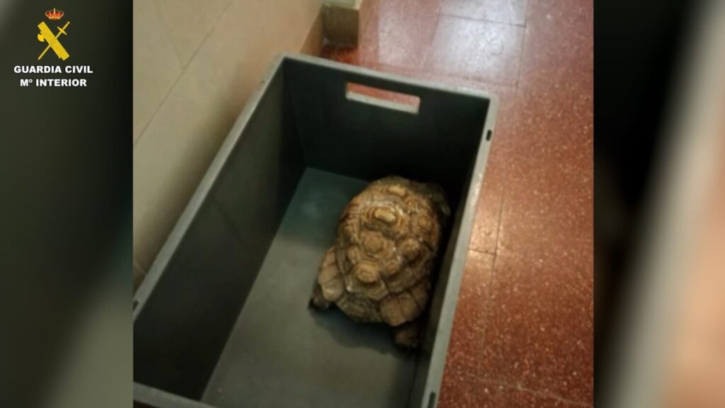 Investigan a un hombre por tener un zoo ilegal en Santa Cruz de TenerifeTortuga aprehendida en una operación de la Guardia Civil en un zoo ilegal en Santa Cruz de Tenerife
