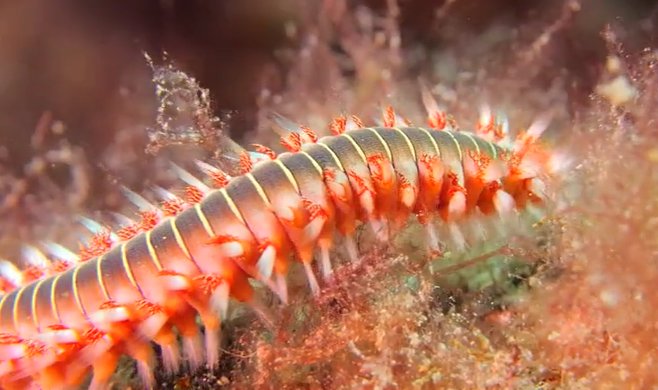 Aparecen dos especies canarias en aguas de Cataluña