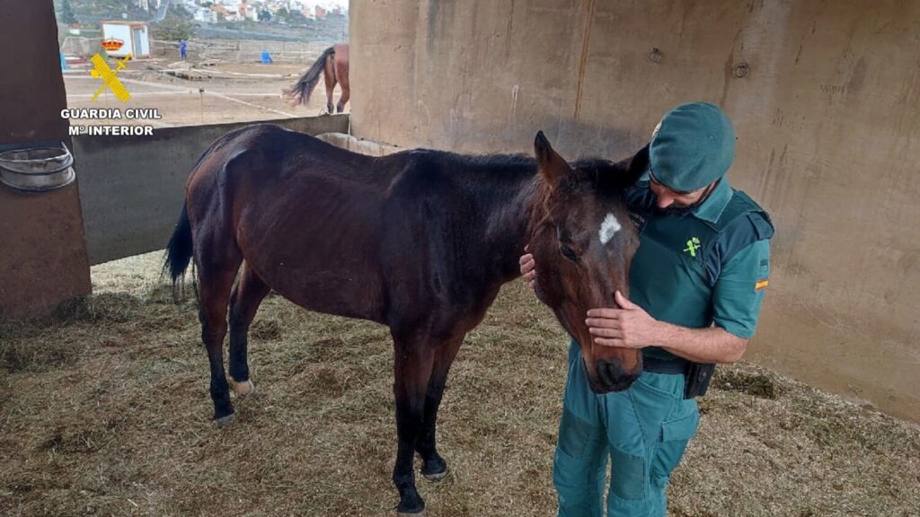 Imagen de unas de los animales localizados por la Guardia Civil en pésimas condiciones / Guardia Civil