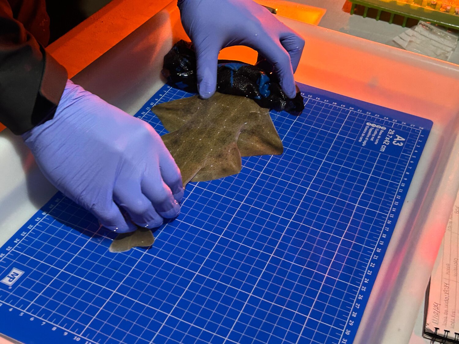 Tres angelotes mueren atrapados en un trasmallo en Punta Mujeres