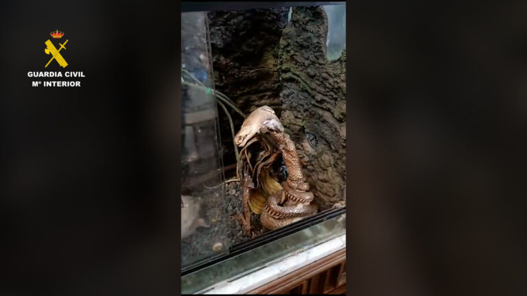 SEPRONA decomisa animales naturalizados de especies silvestres