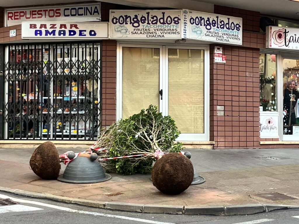 Los maceteros cerca de la estación de Tacoronte se encuentran en su mayoría en este estado como han podido comprobar los equipos de La Radio Canaria que hacen seguimiento a los desperfectos de Dorothea / La Radio Canaria / Carolina Armas