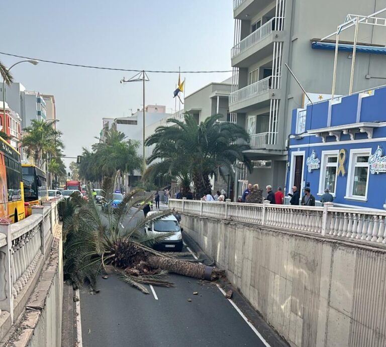Cae una palmera en la calle Bravo Murillo en la capital grancanaria