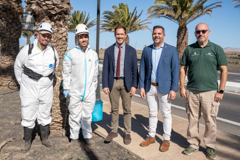 Se tratan más de 2.000 palmeras para combatir la plaga de Diocalandra en Lanzarote