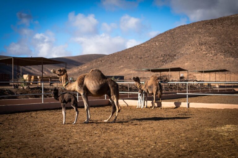 Dromemilk Camel Bio Farm celebra el nuevo año con tres crías de camello canario