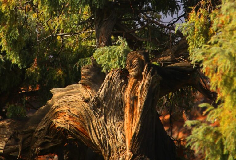 Un cedro del Parque Nacional del Teide es el árbol más antiguo de Europa