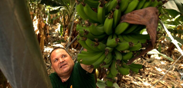 ‘Deja ver’ visita este sábado tres fincas de plataneras de las Islas