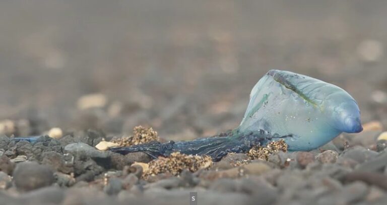 Playa Blanca, en Fuerteventura, cerrada por la presencia de medusas