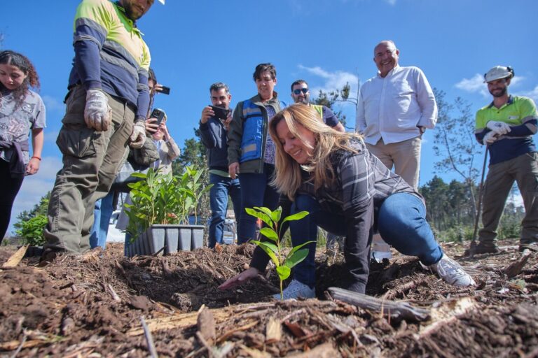 Tenerife planta más de 30.000 árboles para recuperar los montes afectados por el gran incendio de 2023
