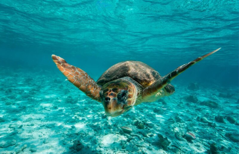 España ratifica el Tratado Global de los Océanos